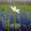 Native flora in Argentina´s Esteros del Iberá - Edwin Harvey