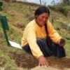 An Aymara woman plants trees in a mountainous valley in Bolivia. - Franz Chávez/IPS
