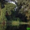 Virgin forests on the banks of the Lukenie River, in Bandundu province. - Greenpeace