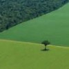 Soy crops advance, forcing forests into retreat. - Greenpeace