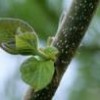 Palownia tree shoot. - Photo Stock