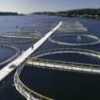 Salmon farms in New Brunswick, Canada, on the Atlantic Ocean. - Photo Stock