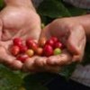 Organic coffee beans. - Joseph Sorrentino/Comercio Justo México