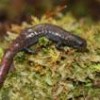 Until January of this year, the Bradytriton silus was thought to be extinct in Guatemala's cloud forests. - Sean Michael Rovito