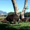 Capybaras wandering around Rio de Janeiro. - Rodnei Bandeira de Mello/IPS