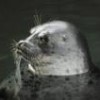 A ringed seal in the Baltic Sea. - Photo Stock