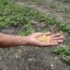 Corn kernels in the hands of a Cuban farmer. - Patricia Grogg/IPS