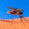 The Aedes aegypti mosquito feeding on human blood. - Public domain