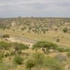 Acacia savannahs in Zanzibar, Tanzania. - Public domain
