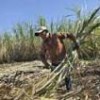 The sugarcane harvest to produce ethanol in the Bolivian department of Santa Cruz - Photo Stock