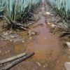 Liquid waste at an agave plantation. - Courtesy of José Hernández