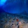 Bivalves, sea urchins and sponges next to a wall of ice in the frigid depths of New Harbor, Antarctica. - Public domain