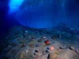 Bivalves, sea urchins and sponges next to a wall of ice in the frigid depths of New Harbor, Antarctica. - Public domain Bivalves, sea urchins and sponges next to a wall of ice in the frigid depths of New Harbor, Antarctica. - Public domain