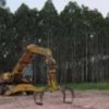 A eucalyptus plantation in Uruguay. - Courtesy of the World Rainforest Movement