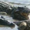 Crocodiles from the Boca de Guama nursery in Cuba's Ciénaga de Zapata. - Jorge Luis Baños/IPS
