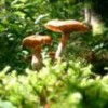 The differences between some species are imperceptible to the human eye. - Public domain