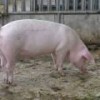 A pig raised on an organic farm in Solothurn, Switzerland. - Public Domain