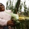 : Cuzco farmer Teresa Rocca shows maize damaged by unusual hailstorms. - Yanina Patricio/ Oxfam Internationa