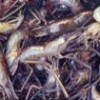 Shrimp. - Claudio Contreras.