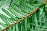 The Canadian hemlock, one of the tree species planted in an experimental forest in Germany. - Scott Detwiler The Canadian hemlock, one of the tree species planted in an experimental forest in Germany. - Scott Detwiler