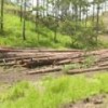 Illegal logging continues unchecked in Honduras - Courtesy of Democracy without Borders Foundation