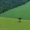 Argentina's huge production of soybeans is at the core of the biodiesel business - Greenpeace Argentina