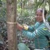 Measuring a tree trunk in the forest of Guarayos, in eastern Bolivia. - Cifor/Kristen Evans