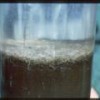 giant Thioploca spp bacteria from ocean waters off Chile and Peru. - NOAA