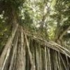 Mangroves on Mexico's Atlantic coast. - Mauricio Ramos/IPS