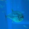 Bluefin tuna (Thunnus thynnus). - Public domain
