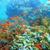 Yolanda Reef in Egypt's Ras Muhammad National Park. - Public domain