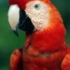 Red Guacamaya. - Claudio Contreras