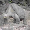 Lonesome George in captivity. - Courtesy of Joe Flanagan, Houston Zoo