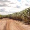 A sugarcane plantation in Brazil - EMBRAPA