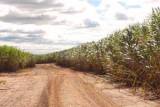 A sugarcane plantation in Brazil - EMBRAPA