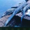 Alligators hunted illegally in the Mamirauá nature reserve. - Juarez Pezzuti