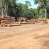 Lumber from Antimary forest ready for transport. - Mario Osava/IPS