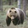 Brown Bear - Photo Stock