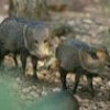 The Chamela-Cuixmala reserve is home to species like the wild boar. - Claudio Contreras