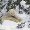 The polar bear is among the species most threatened by climate change. - Photo Stock