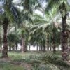 African palm farms in the Amazonian state of Pará - Mario Osava/IPS