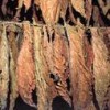Tobacco Leafs - 