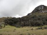 Polylepis forest in El Cajas National Park, Ecuador. - Gonzalo Ortiz/IPS
