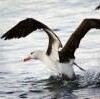 Black-browed albatross near the Beagle Channel, Argentina. - Creative Commons