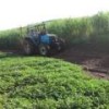 Peanut crops, in the background, fertilise the soil before sugar cane is replanted. In the foreground, still productive sugar cane fields. - Mario Osava/IPS