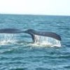 Caudal fin of a southern right whale near Vald&eacute;s Peninsula, Argentina. - Dr. Haus - Creative Commons license