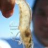 Farmed shrimp. - Photostock