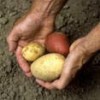 Chiloé island is home to some 200 potato varieties - Photo Stock