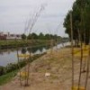 Results of the clean-up and reforestation of the towpath along the banks of the Riachuelo, as viewed from the Buenos Aires neighborhood of Nueva Pompeya. - Juan Moseinco/IPS