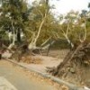 Trees uprooted by the storm in the neighborhood of Barracas, Buenos Aires. - Juan Moseinco/IPS
